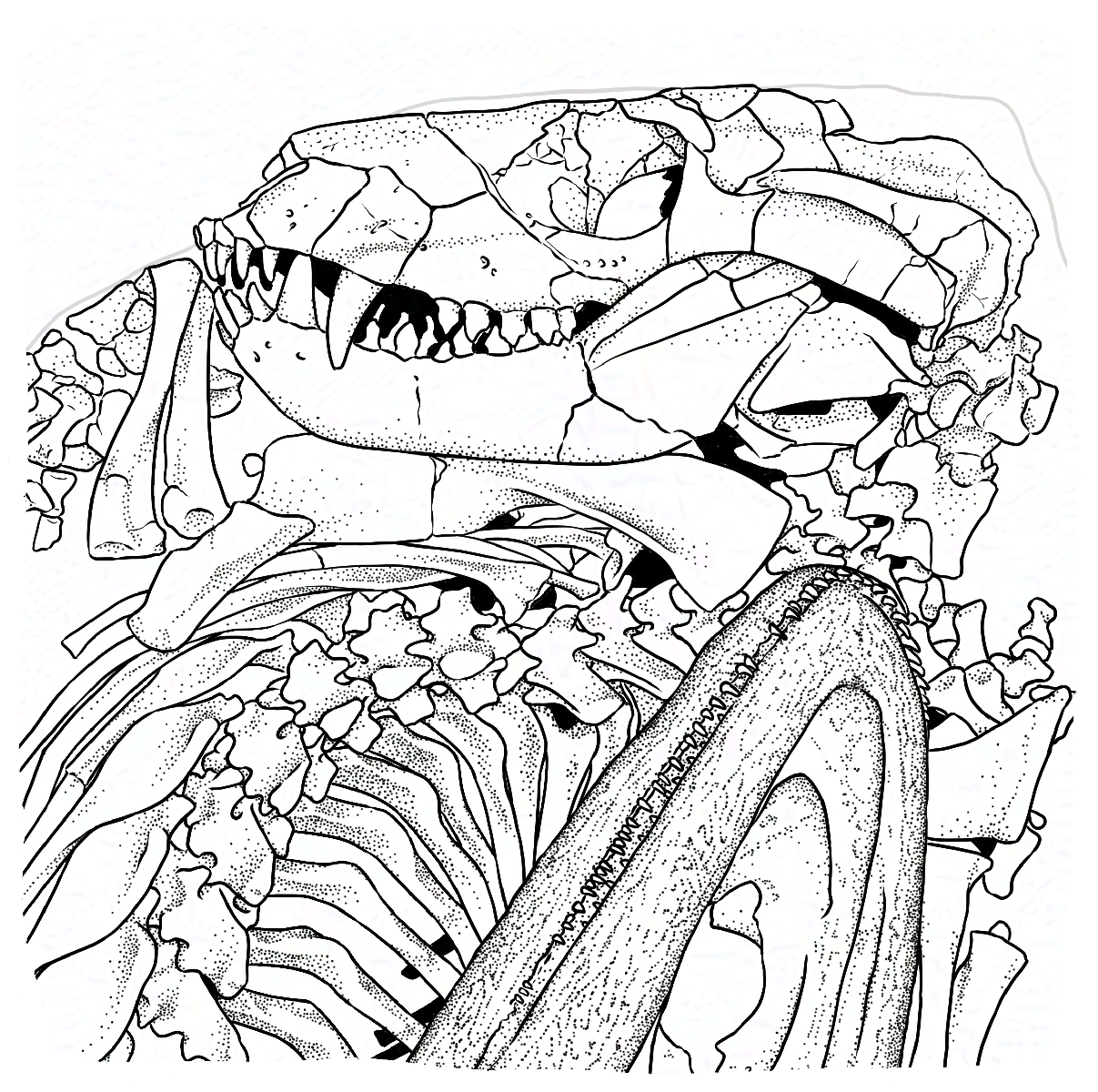 Dessin technique de fossiles d'un Thrinaxodon et d'un Broomistega